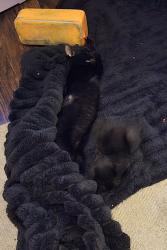 Lost Female Cat last seen Meridian hills, Tallahassee, FL 32312