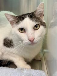 Shelter Stray Male Cat last seen 88TH AVE AND LAUREL DR, 12155 Park Blvd, Brighton, CO 80601, USA