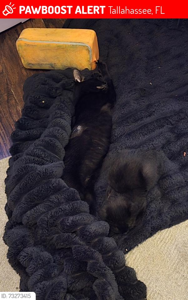 Lost Female Cat last seen Meridian hills, Tallahassee, FL 32312