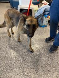 Shelter Stray Female Dog last seen Near BLOCK OURAY ST, 12155 Park Blvd, Brighton, CO 80601, USA