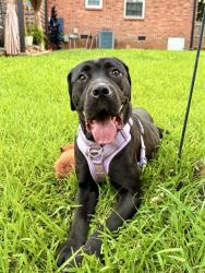 Shelter Stray Female Dog last seen CHARLOTTE, 8315 Byrum Dr, Charlotte, NC 28217, USA