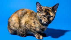 Shelter Stray Female Cat last seen HOME DEPOT ON WELLS RD, 2020 Forest St, Jacksonville, FL 32204, USA