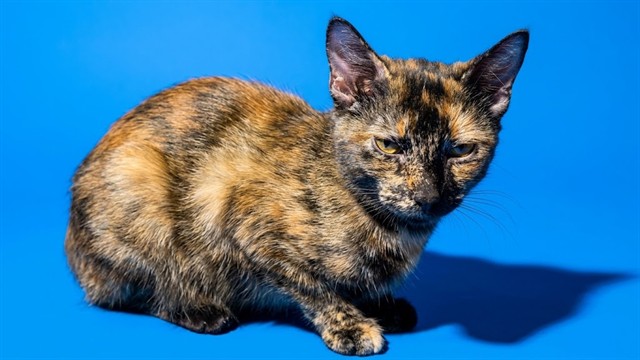 Shelter Stray Female Cat last seen HOME DEPOT ON WELLS RD, 2020 Forest St, Jacksonville, FL 32204, USA