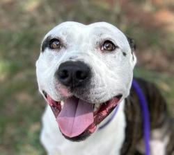 Shelter Stray Male Dog last seen CHARLOTTE, 8315 Byrum Dr, Charlotte, NC 28217, USA