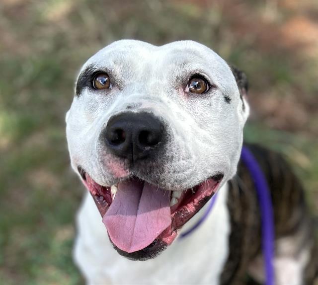 Shelter Stray Male Dog last seen CHARLOTTE, 8315 Byrum Dr, Charlotte, NC 28217, USA