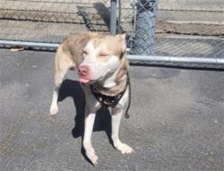 Shelter Stray Male Dog last seen , 3201 Lacy St, Los Angeles, CA 90031, USA
