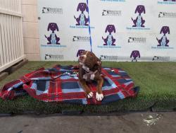 Shelter Stray Female Dog last seen , 2769 Conroy Rd, Orlando, FL 32839, USA