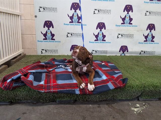 Shelter Stray Female Dog last seen , 2769 Conroy Rd, Orlando, FL 32839, USA