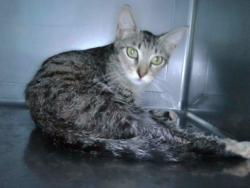 Shelter Stray Female Cat last seen , 4275 Elton St, Baldwin Park, CA 91706, USA