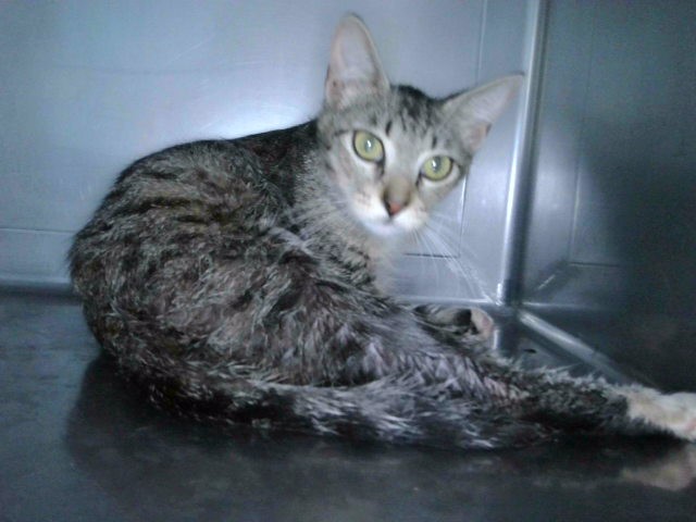 Shelter Stray Female Cat last seen , 4275 Elton St, Baldwin Park, CA 91706, USA