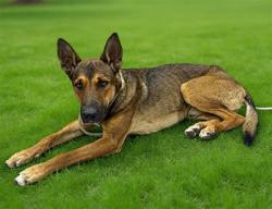 Shelter Stray Male Dog last seen , 38550 Sierra Hwy, Palmdale, CA 93550, USA