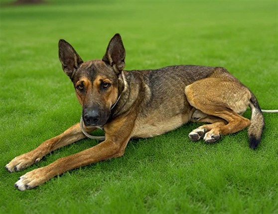 Shelter Stray Male Dog last seen , 38550 Sierra Hwy, Palmdale, CA 93550, USA
