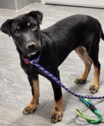Shelter Stray Female Dog last seen Near BLOCK E MISSISSIPPI AVE, AURORA CO 80017 3504, 2080 S Quebec St, Denver, CO 80231, USA