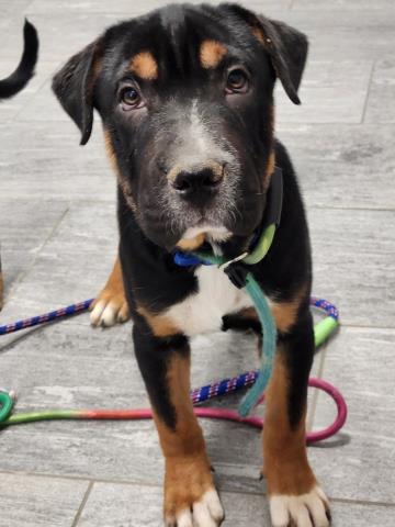 Shelter Stray Male Dog last seen Near BLOCK E MISSISSIPPI AVE, AURORA CO 80017 3504, 2080 S Quebec St, Denver, CO 80231, USA