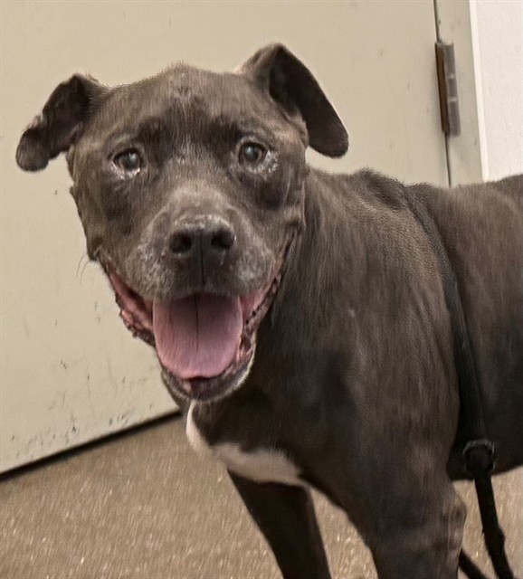 Shelter Stray Male Dog last seen , 4000 N Silverbell Rd, Tucson, AZ 85745, USA