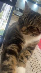 Lost Female Cat last seen Trinity church, Greater London, England HA1 1SQ