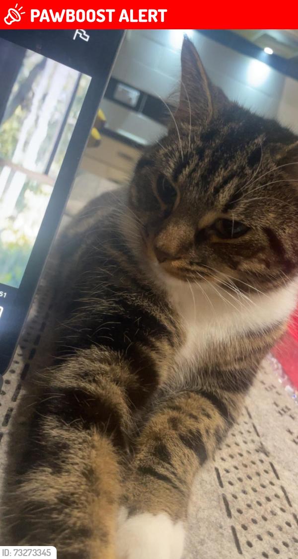 Lost Female Cat last seen Trinity church, Greater London, England HA1 1SQ