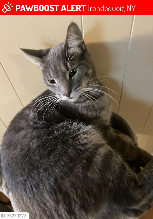 Lost Male Cat last seen Pardee Rd. Rochester NY 14609, Irondequoit, NY 14609