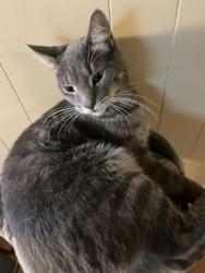 Lost Male Cat last seen Pardee Rd. Rochester NY 14609, Irondequoit, NY 14609