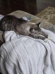 Lost Male Cat last seen Hyw...119 or 280, Birmingham, AL 35242