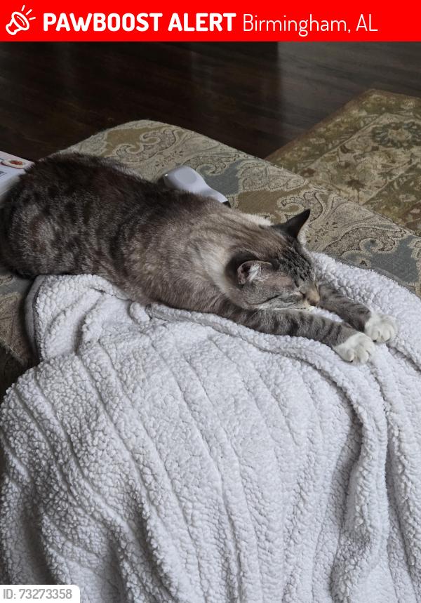 Lost Male Cat last seen Hyw...119 or 280, Birmingham, AL 35242