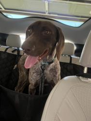Reunited Male Dog last seen Lake in Hyde Park, Houston, TX 77429
