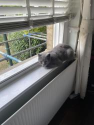Found/Stray Female Cat last seen Shooters hill, Greater London, England SE18