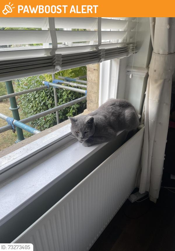 Found/Stray Female Cat last seen Shooters hill, Greater London, England SE18