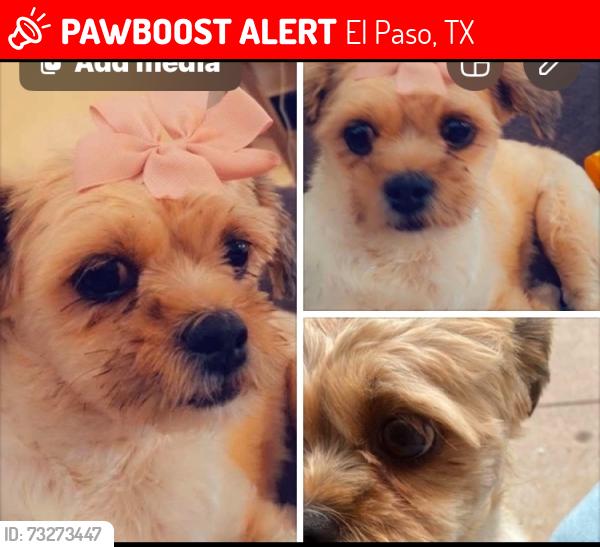 Lost Female Dog last seen Fillmore/ Piedras Jackson/jackson sl Paso tx, El Paso, TX 79930