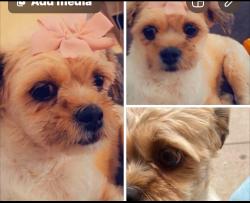 Lost Female Dog last seen Fillmore/ Piedras Jackson/jackson sl Paso tx, El Paso, TX 79930