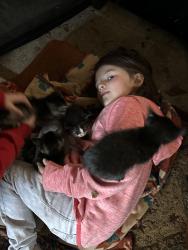 Reunited Female Cat last seen W Wakefield dr, Little Rock, AR 72209