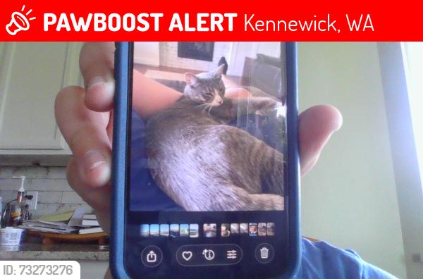 Lost Male Cat last seen Lliliann Drive, Kennewick, WA 99338