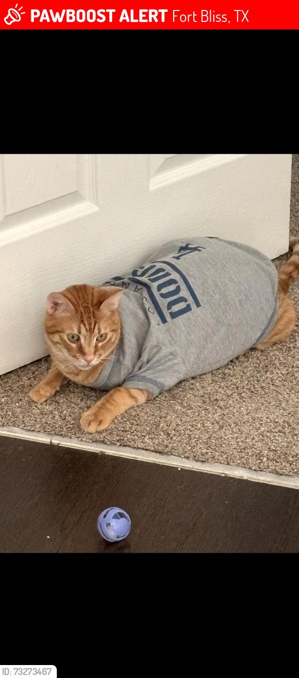 Lost Male Cat last seen Solder, Fort Bliss, TX 79906