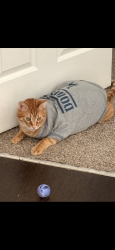 Lost Male Cat last seen Solder, Fort Bliss, TX 79906