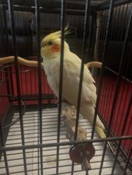 Found/Stray Unknown Bird last seen Perth Road, Greater London, England IG1 4SB