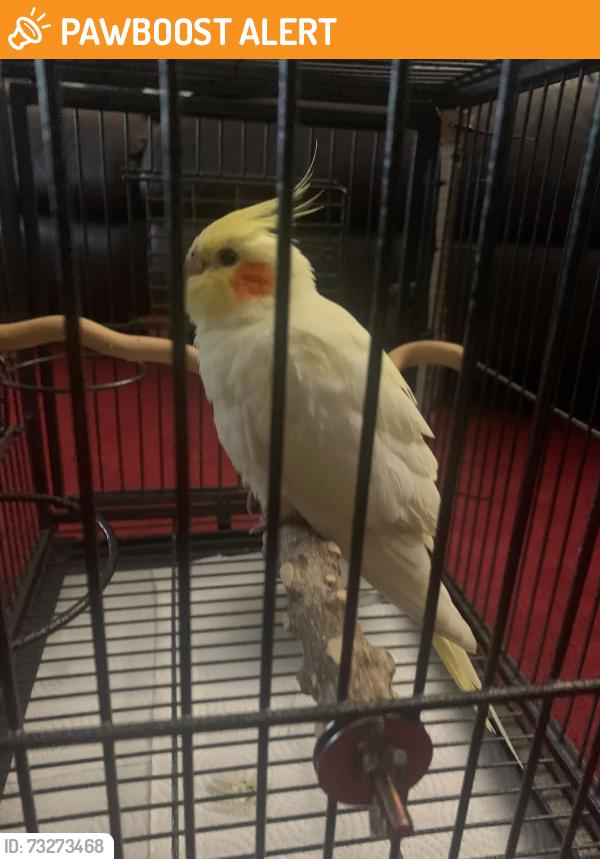 Found/Stray Unknown Bird last seen Perth Road, Greater London, England IG1 4SB