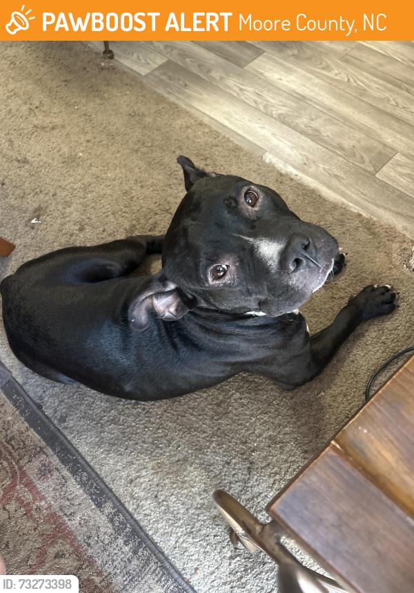 Found/Stray Male Dog last seen Thurlow lake rd, Moore County, NC 28327
