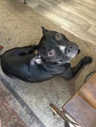 Found/Stray Male Dog last seen Thurlow lake rd, Moore County, NC 28327