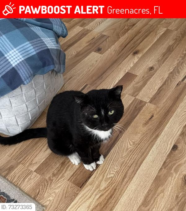 Lost Male Cat last seen Near 10th Lane & Avionics Circle Greenacres, Fl, Greenacres, FL 33463