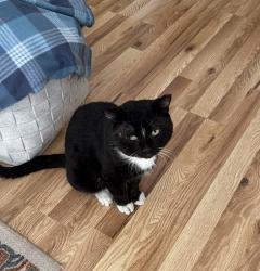 Lost Male Cat last seen Near 10th Lane & Avionics Circle Greenacres, Fl, Greenacres, FL 33463