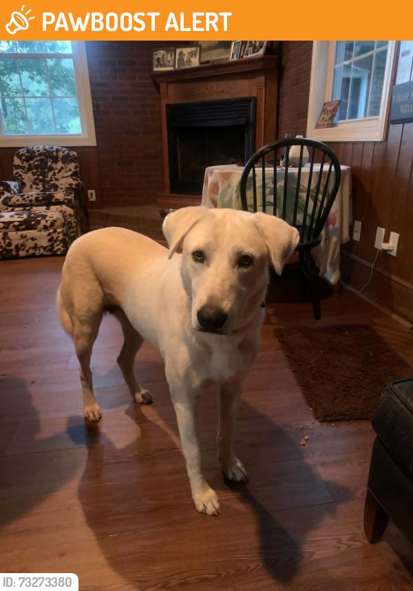 Found/Stray Female Dog last seen Church rd. Taylorsville, NC, Alexander County, NC 28681