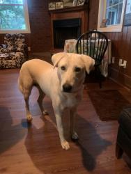 Found/Stray Female Dog last seen Church rd. Taylorsville, NC, Alexander County, NC 28681