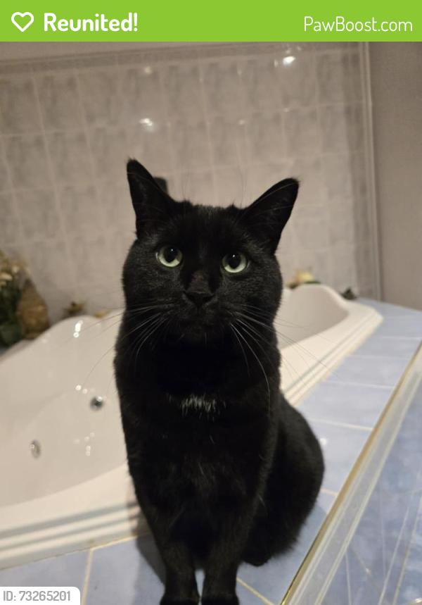 Reunited Male Cat last seen Rue des cerisiers, Châteauguay, QC J6J 1N9