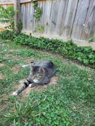 Lost Female Cat last seen Clemmonsville and Old Salisbury, Winston-Salem, NC 27127