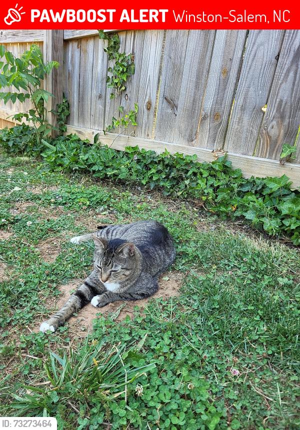 Lost Female Cat last seen Clemmonsville and Old Salisbury, Winston-Salem, NC 27127