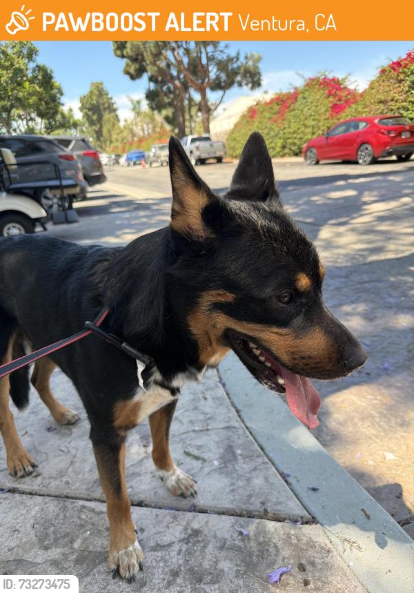 Found/Stray Male Dog last seen Near s petit ave Ventura ca 93004, Ventura, CA 93004