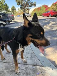 Found/Stray Male Dog last seen Near s petit ave Ventura ca 93004, Ventura, CA 93004
