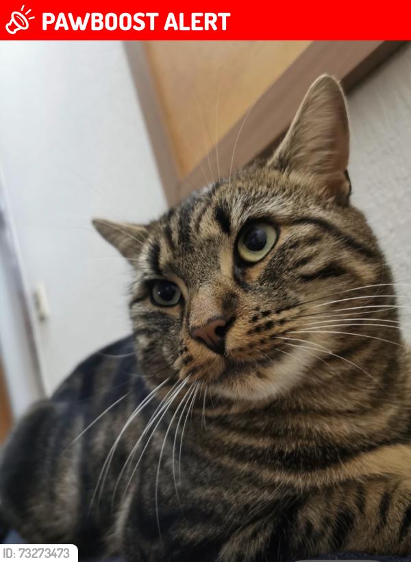 Lost Male Cat last seen london road, Newcastle-under-Lyme, England ST5 1LS
