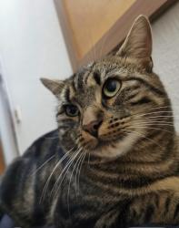 Lost Male Cat last seen london road, Newcastle-under-Lyme, England ST5 1LS