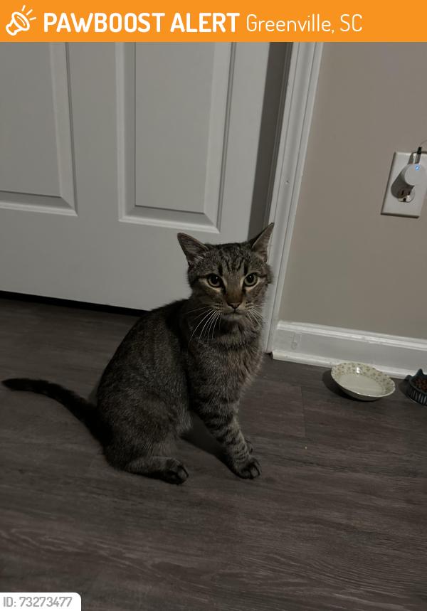 Found/Stray Male Cat last seen Dinos, arbors at Brookfield, Greenville, SC 29662